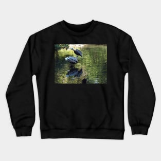 Exotic Bird and Reflection, Bronx Zoo, Bronx New York Crewneck Sweatshirt